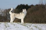SIBERIAN HUSKY 427